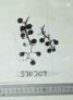 Click for 1 image(s) for this accession. FRUIT